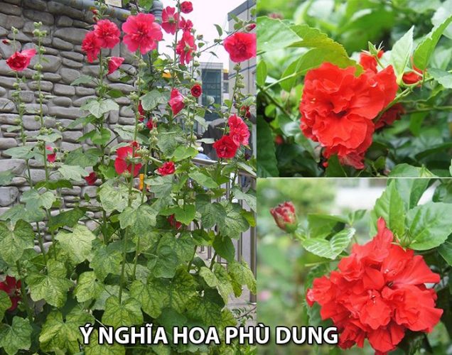 Tìm hiểu ý nghĩa hoa Phù Dung